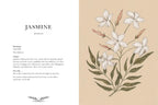 Illustration of jasmine flowers with descriptive text on a beige background