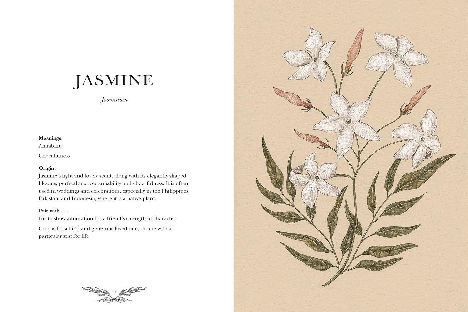 Illustration of jasmine flowers with descriptive text on a beige background