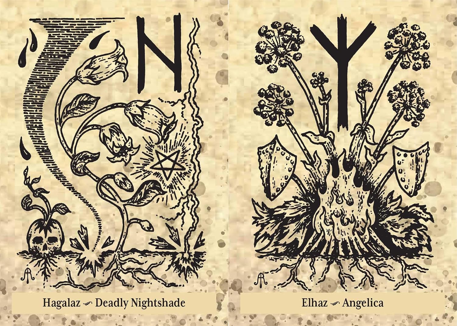 Two black and white illustrations of plants with corresponding names and symbols on a textured beige background.