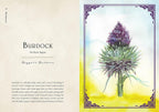 Illustration of a burdock plant with descriptive text on a decorative background