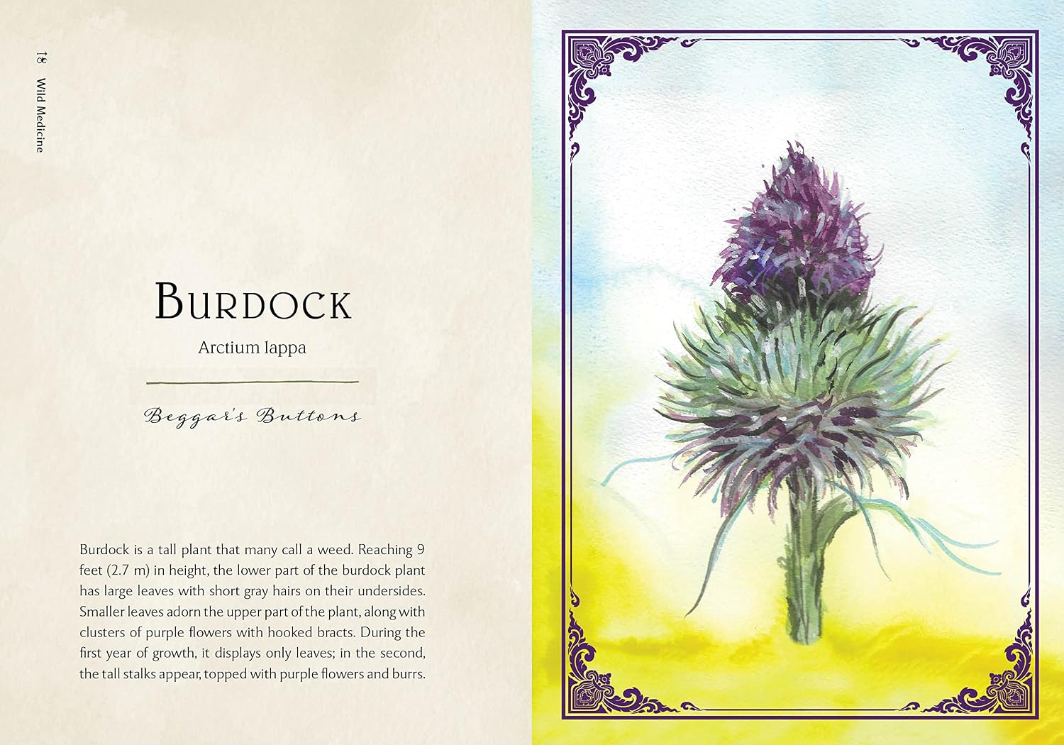 Illustration of a burdock plant with descriptive text on a decorative background