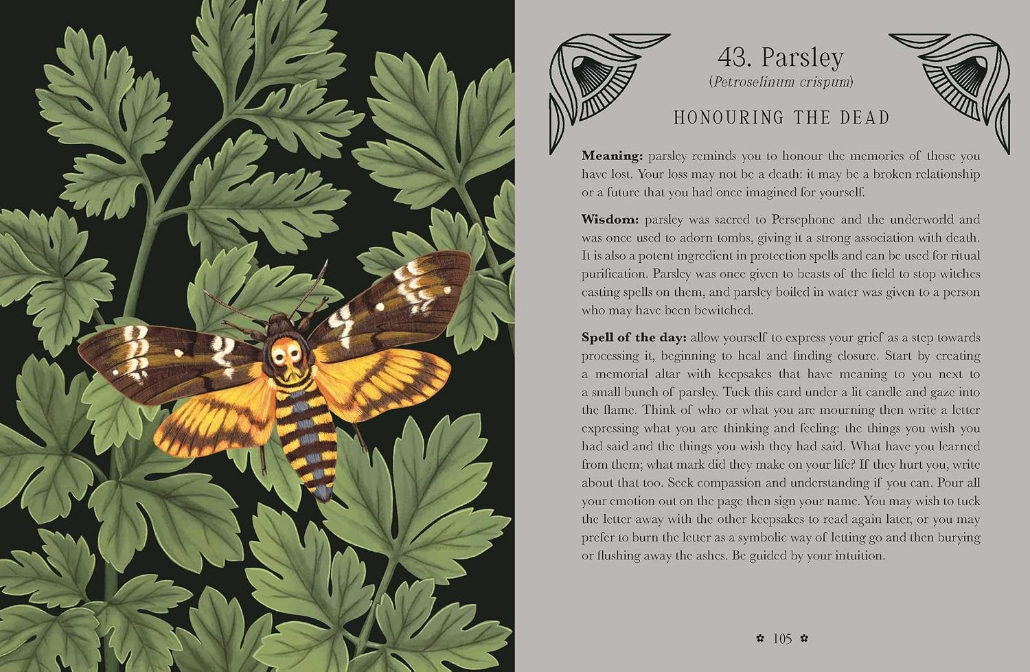 A printed page titled '43. Parsley (Perennial crimpse)' with a paragraph of text on the right and an illustrated spread of parsley leaves and parsley roots on the left, set against a dark background.