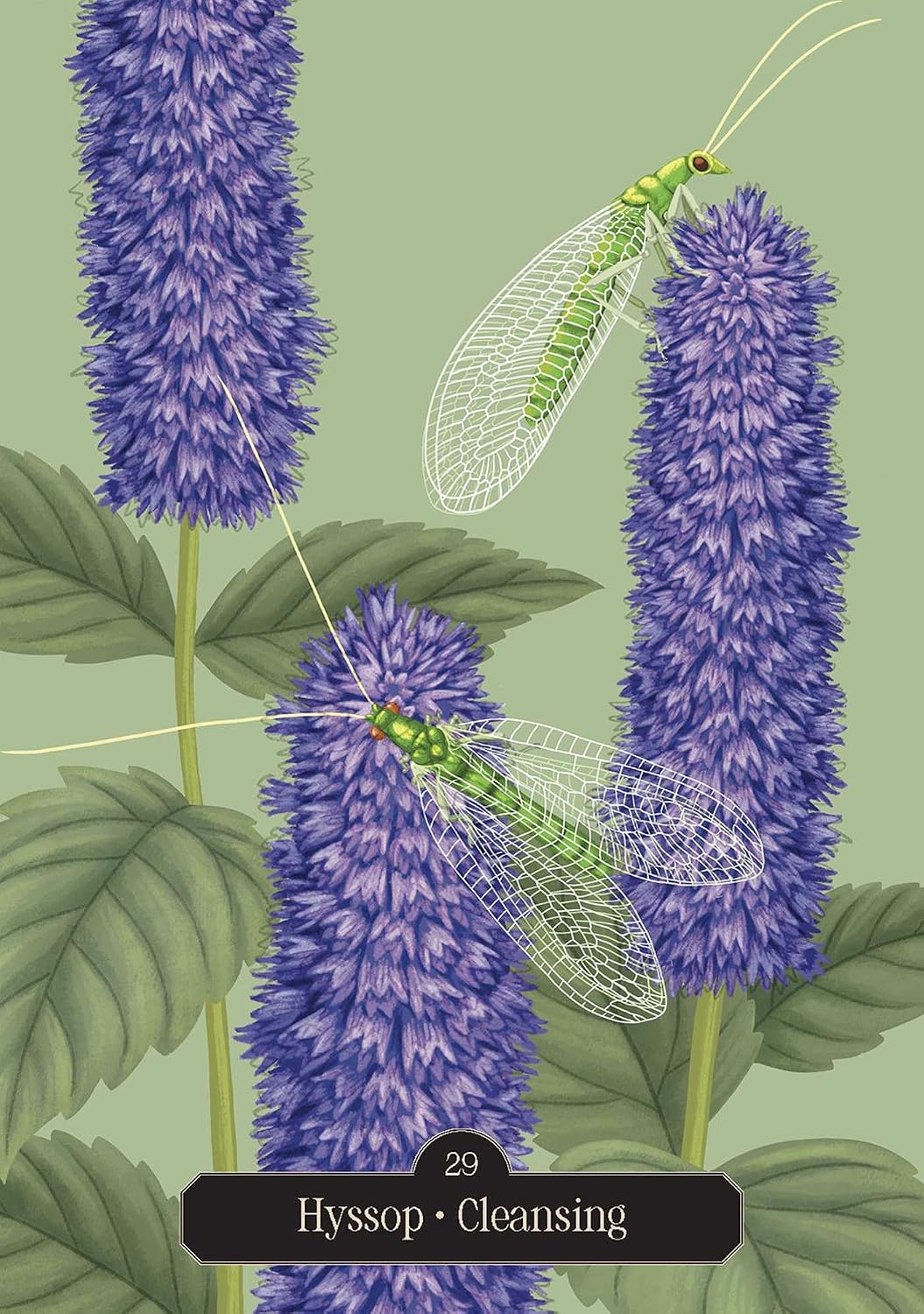 Illustrated card design featuring hyssop flowers in purple-blue tones with green leaves and two green winged insects, plus a black label reading 'Hyssop Cleansing' at the bottom.