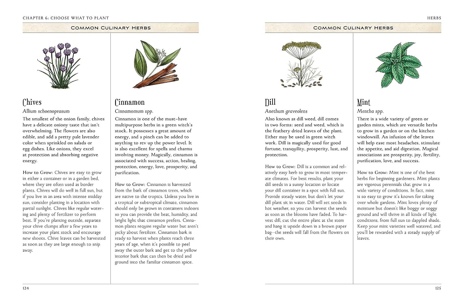 Page from a book on common culinary herbs with illustrations and text.