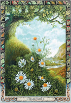 Illustration of chamomile flowers with a decorative border and landscape background.