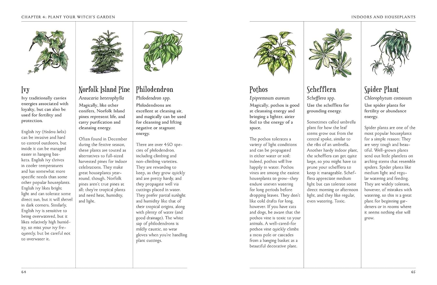 Page from a book on indoor and houseplants with illustrations and text.