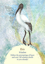 Illustration of an ibis with decorative elements and text on a light background