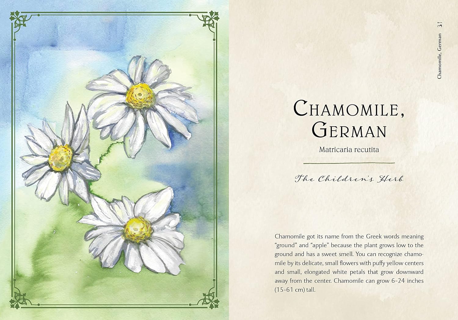Illustration of chamomile flowers with text on a watercolor background