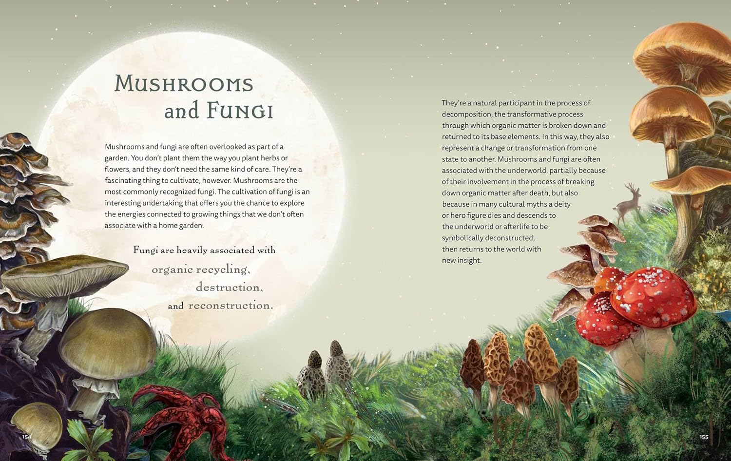 Illustrated book page about mushrooms and fungi with text and various mushroom illustrations.