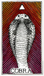 Illustration of a cobra on a striped red and yellow background with the word 'Cobra' at the bottom.