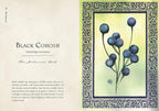 Illustration of Black Cohosh with decorative frame and text on a beige background