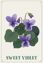 Illustration of sweet violets with green leaves on a light background