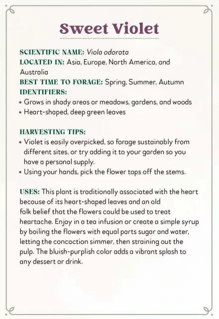 Information card about sweet violet plant with text on a white background
