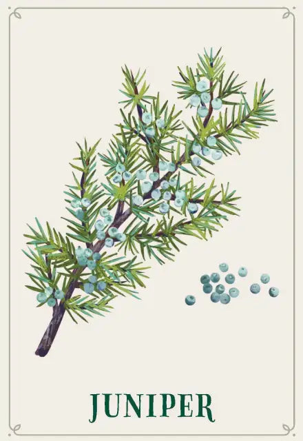 Illustration of a juniper branch with berries on a beige background