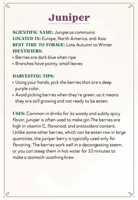 Informational text about juniper on a white background