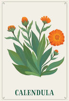 Illustration of calendula flowers with green leaves on a light beige background