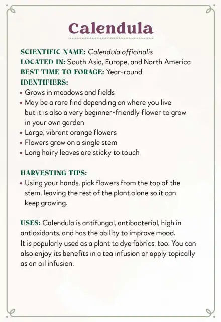 Informational text about Calendula on a white background