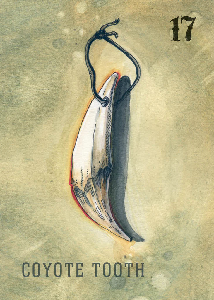 Illustration of a coyote tooth on a textured beige background with the number 17 and text.