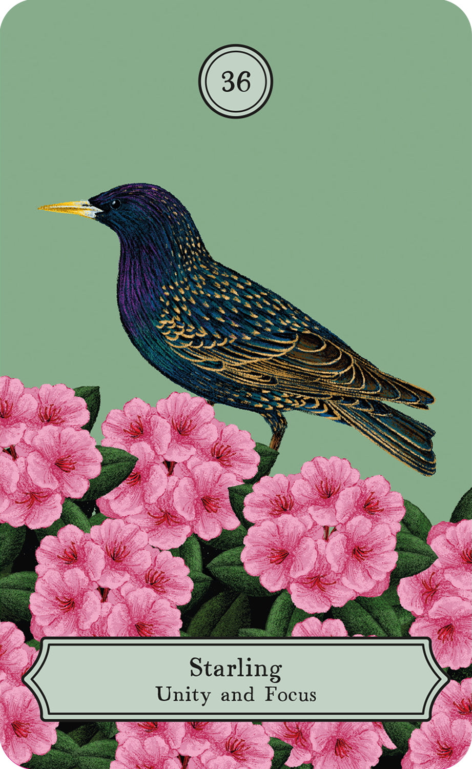Card with a starling and pink flowers on a green background