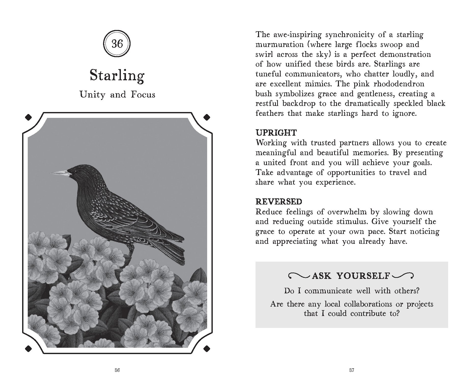 Illustration of a starling with flowers and text on a gray background