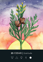 Artistic depiction of a cedar tree with a watercolor background and text '25 Cedar Gratitude'.