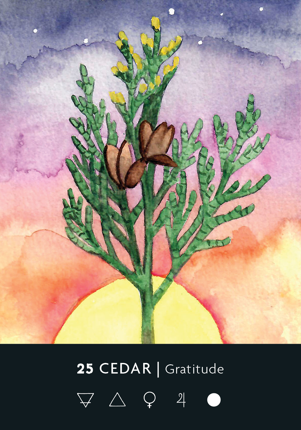 Artistic depiction of a cedar tree with a watercolor background and text '25 Cedar Gratitude'.