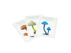Three cards with illustrations of mushrooms on a white background