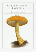 Illustration of a mushroom with 'Golden Scruffy Collybia' text on a white background