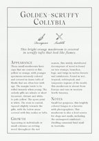 Description of a mushroom species named 'Golden-Scruffy Collybia' with text and icons.