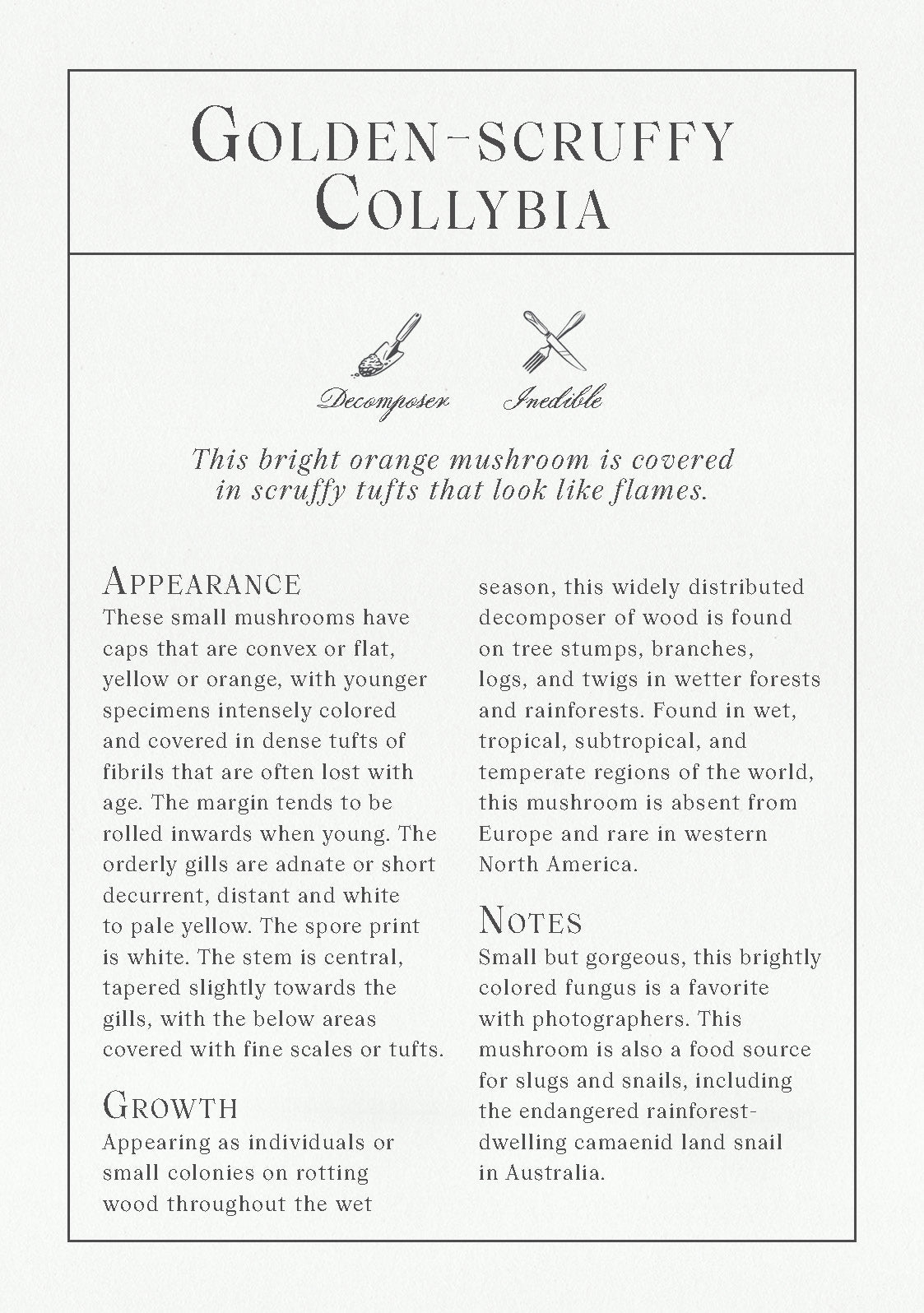 Description of a mushroom species named 'Golden-Scruffy Collybia' with text and icons.