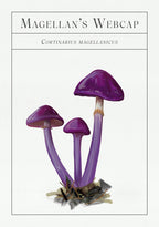 Purple mushrooms with white stems on a white background, labeled 'Magellan's Webcap'.