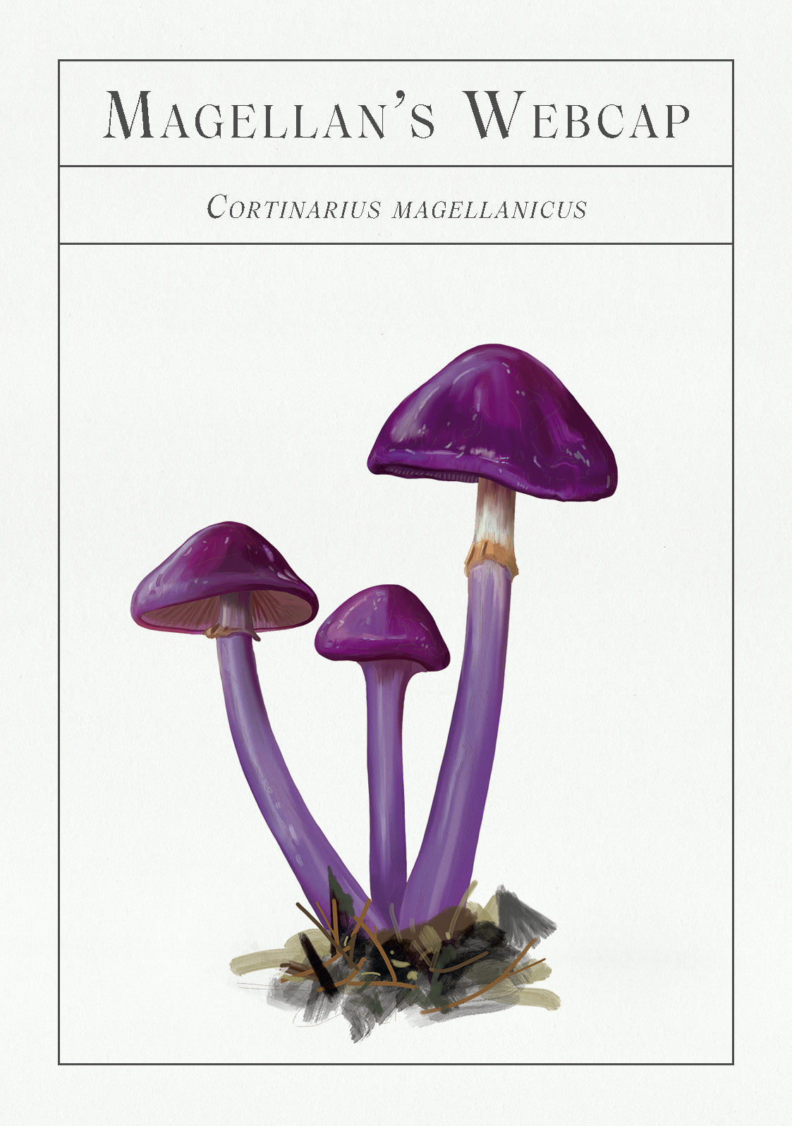 Purple mushrooms with white stems on a white background, labeled 'Magellan's Webcap'.