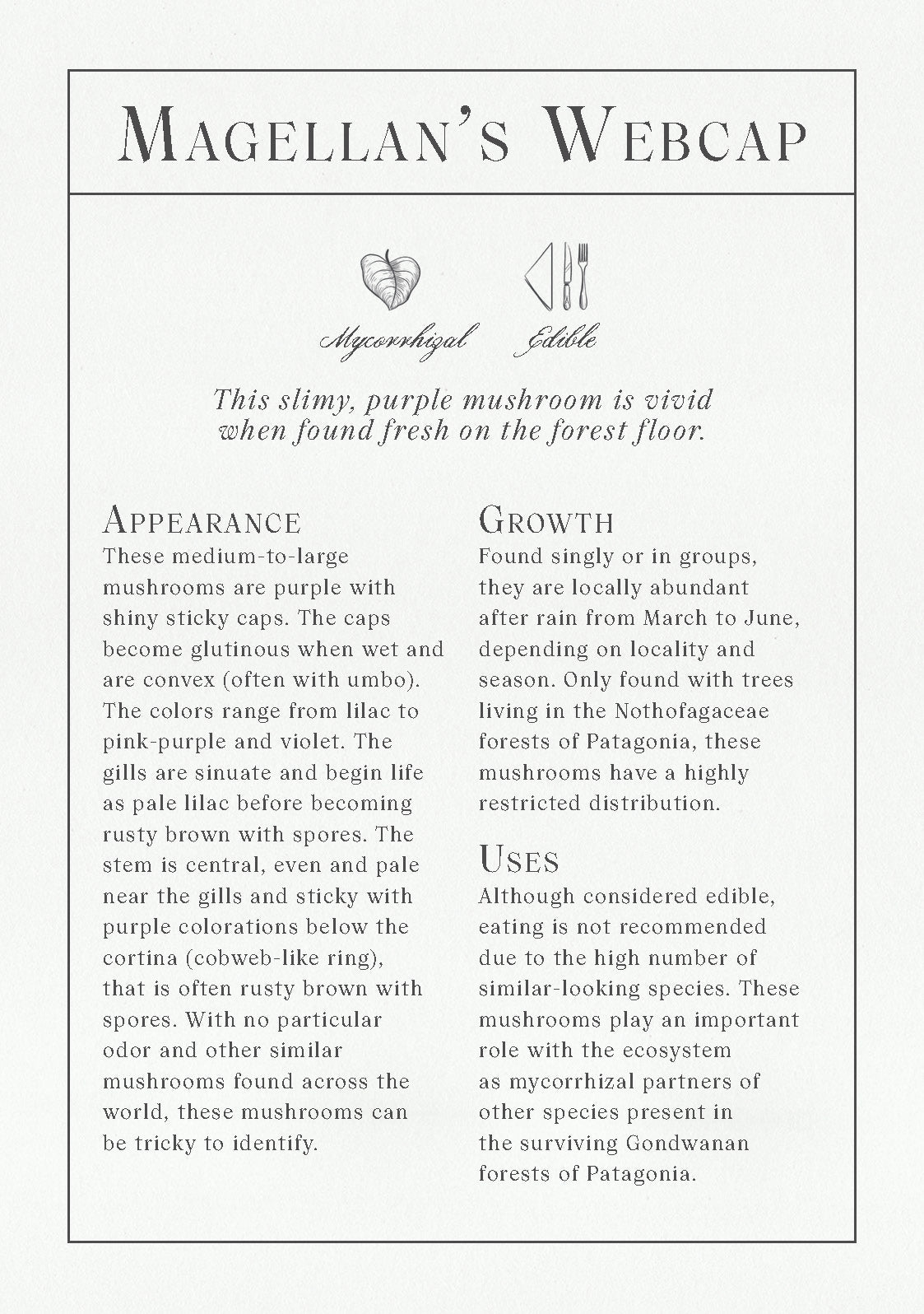 Informational text about Magellanan's Webcap mushroom on a white background