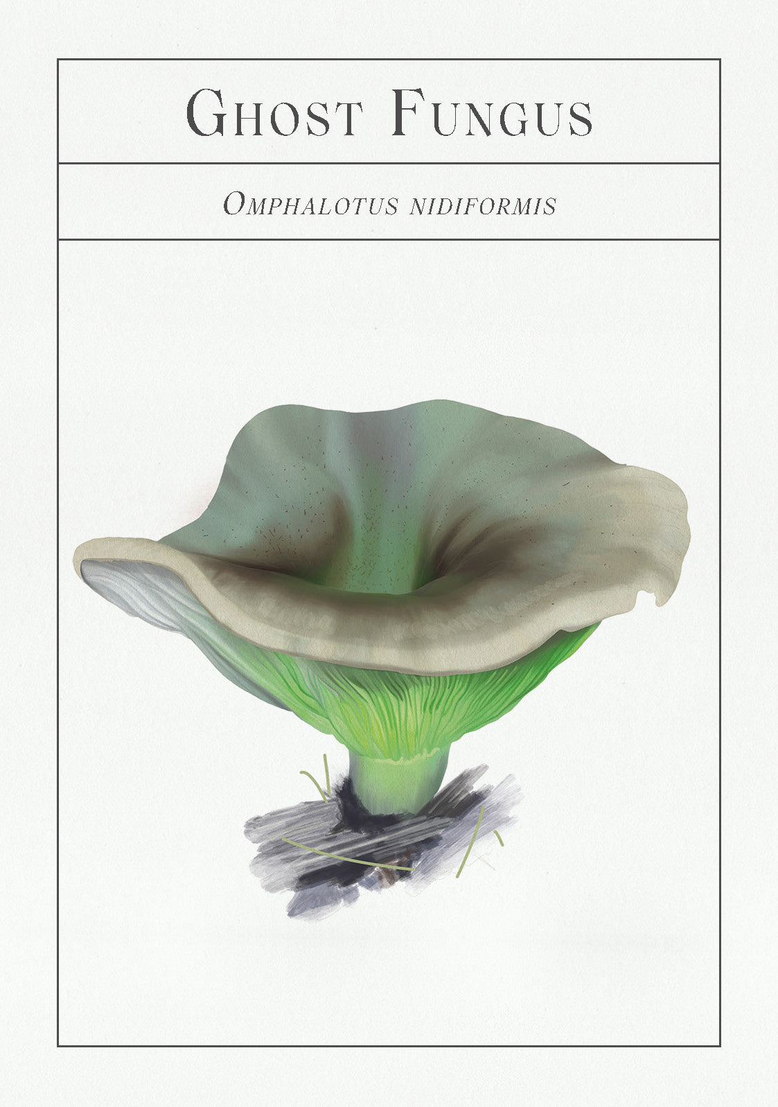 Illustration of ghost fungus with scientific name on a white background
