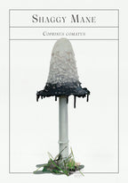 Mushroom with shaggy mane on a white background, labeled 'Shaggy Mane' and 'Coprinus comatus'.