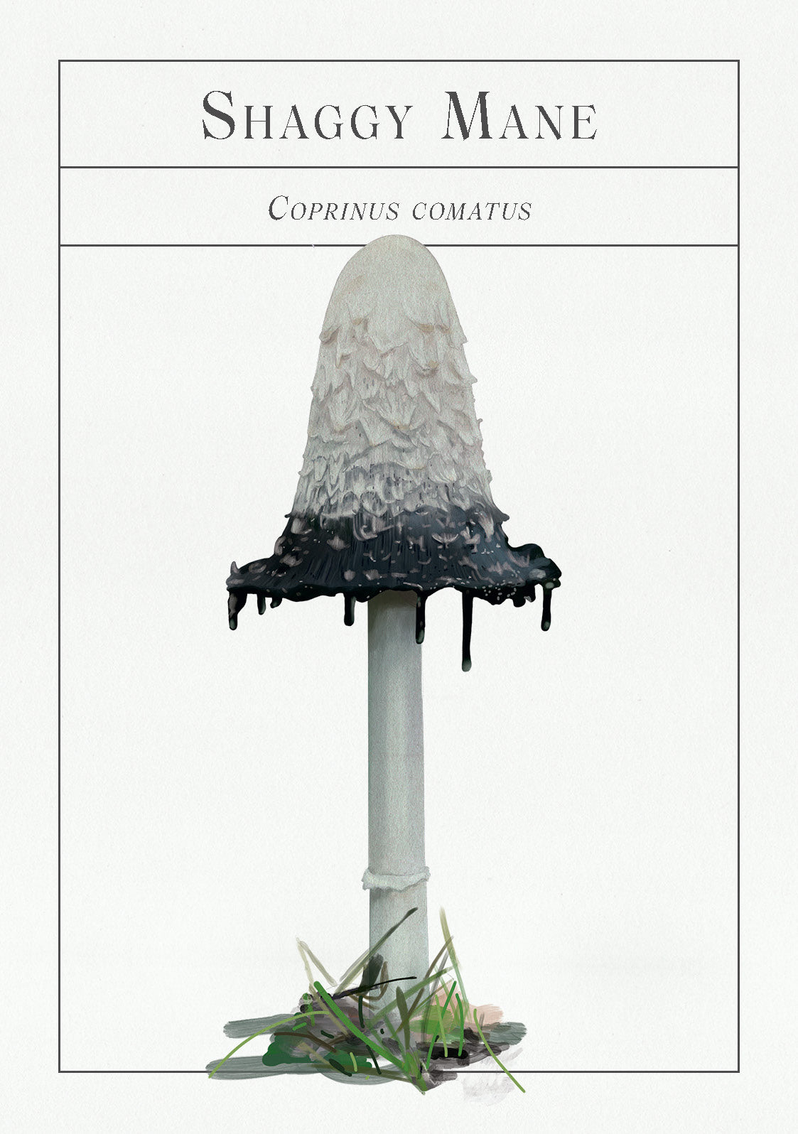 Mushroom with shaggy mane on a white background, labeled 'Shaggy Mane' and 'Coprinus comatus'.