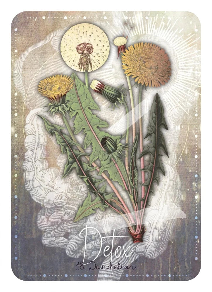 A square decorative card or print featuring botanical artwork of dandelions with the text 'Detox to Dandelion' at the bottom, shown against a neutral textured background.