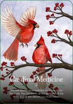 Two cardinals on a branch with berries and text 'Cardinal Medicine' on a light gray background.