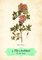 Illustration of a wild rose with text on a beige background