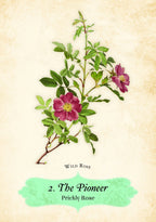 Illustration of a prickly rose with text '2. The Pioneer' on a beige background