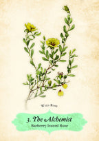 Illustration of a barberry-leaved rose with text '3 The Alchemist' on a beige background