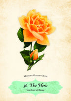 Illustration of a sunburst rose with a green label on a beige background