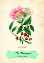 Illustration of a pink flower and green leaves on a beige background with text 'Wild Rose I. The Democrat Carolina Rose'.