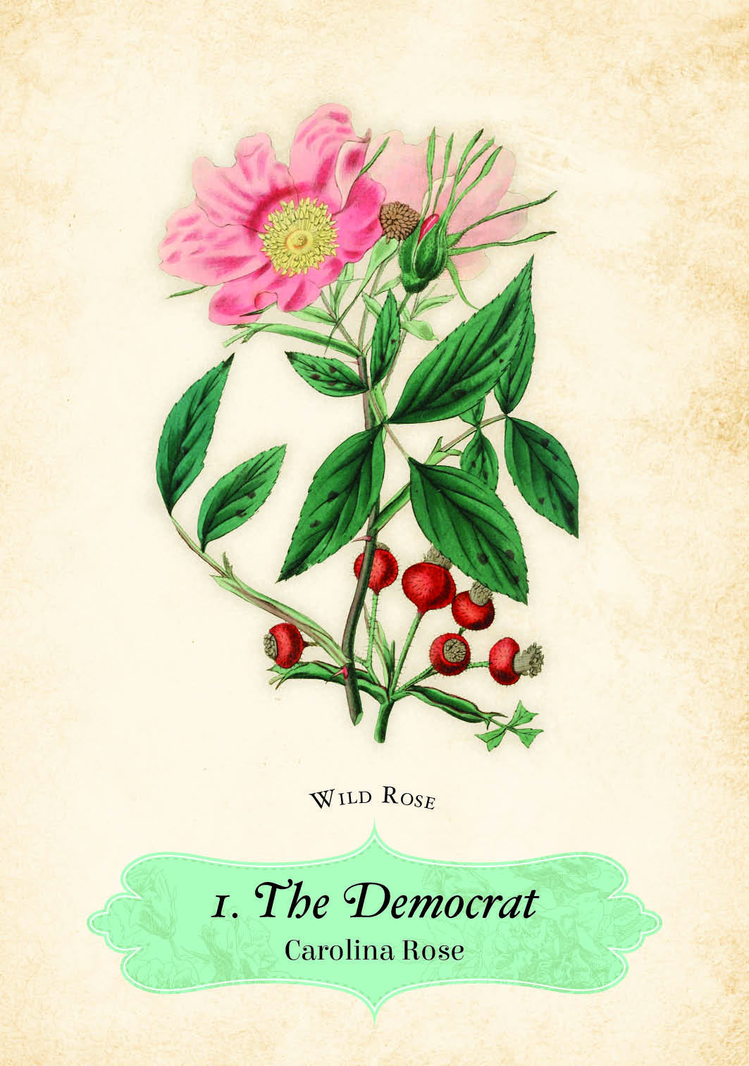 Illustration of a pink flower and green leaves on a beige background with text 'Wild Rose I. The Democrat Carolina Rose'.