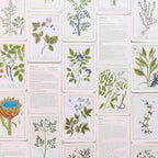 A collage of botanical illustration cards showing various plant species with detailed drawings and accompanying text on a light background.