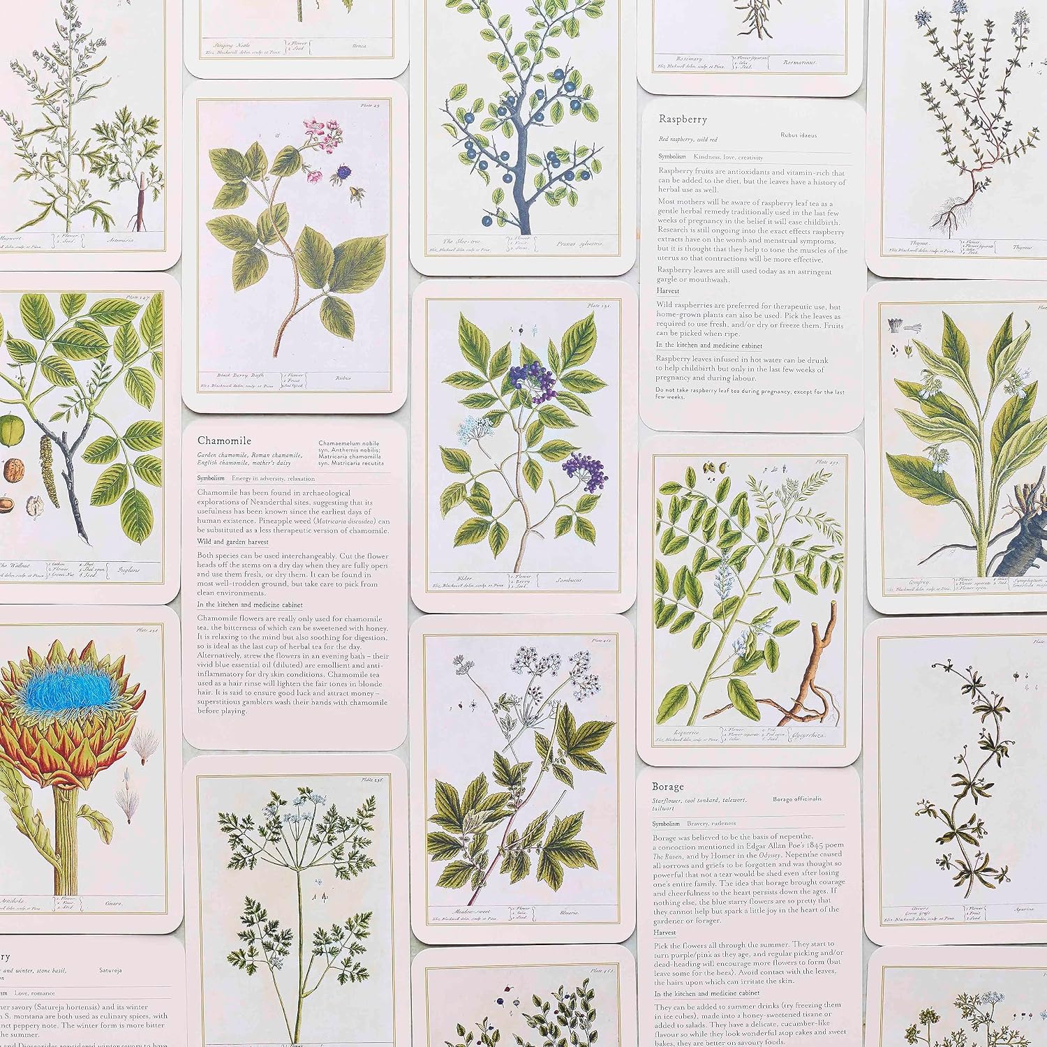 A collage of botanical illustration cards showing various plant species with detailed drawings and accompanying text on a light background.