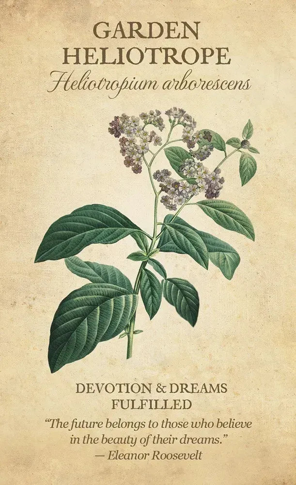 Botanical illustration of Garden Heliotrope with text on a beige background