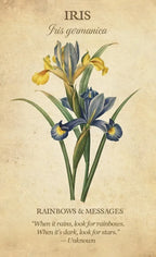 Botanical illustration of iris flowers with text on a beige background