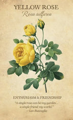 Vintage-style illustration of a yellow rose with text on a beige background