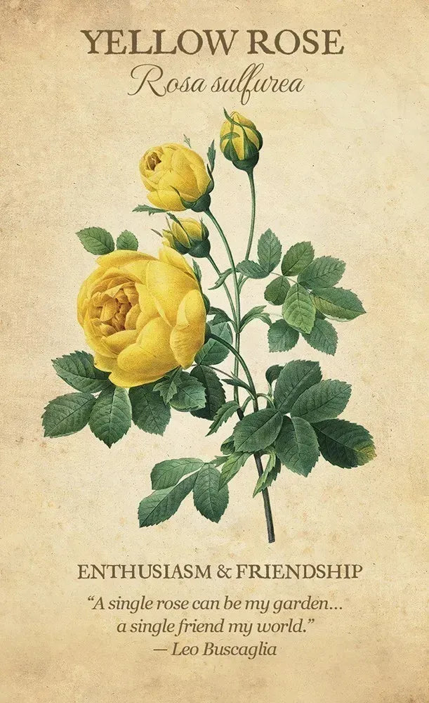 Vintage-style illustration of a yellow rose with text on a beige background